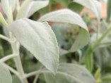 Salvia apiana / Sauge blanche