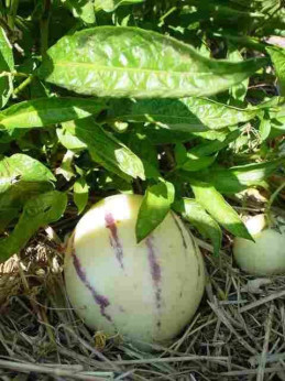 Pepino Poire Melon