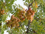 Sorbus Domestica / Cormier greffé