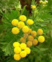 Tanacetum officinalis / Tanaisie