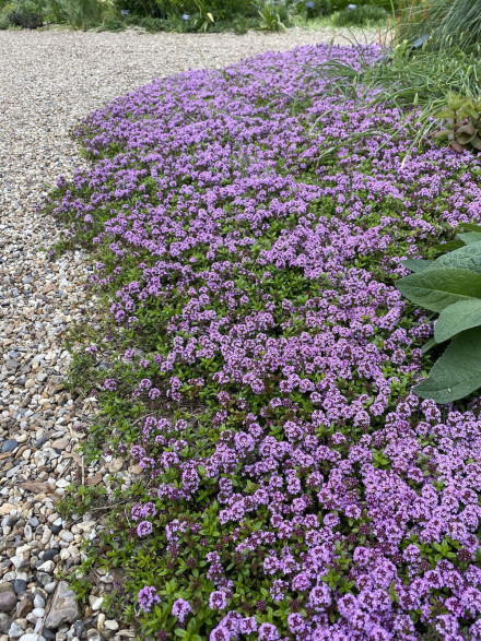 Thymus longicaulis / Thym rampant à longues tiges