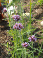 Verbena bonariensis 'Lollipop' / Verveine de Buenos Aires