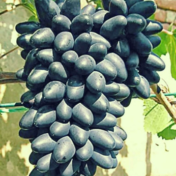 Vitis vinifera 'Damaris' / Vigne (résistante aux maladies)