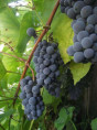 Vitis vinifera 'Clinton' / Vigne (résistante aux maladies)