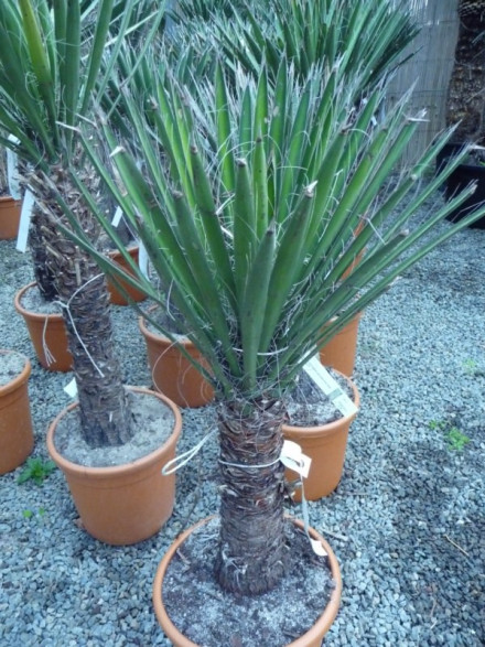 Yucca filifera