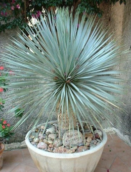 Yucca rostrata