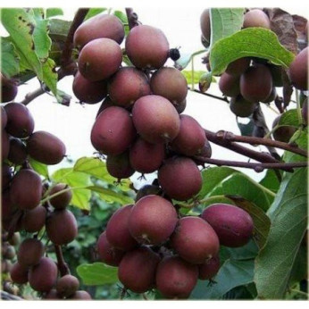 Actinidia arguta 'Ken's red' / Kiwaï / femelle