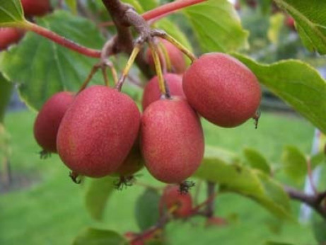 Kiwaï actinidia arguta bayern (femelle)