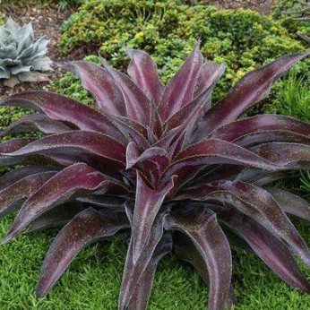 Agave manfredii purple passion (Mangave)