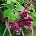 Akebia quinata / Akébie / Vigne chocolat