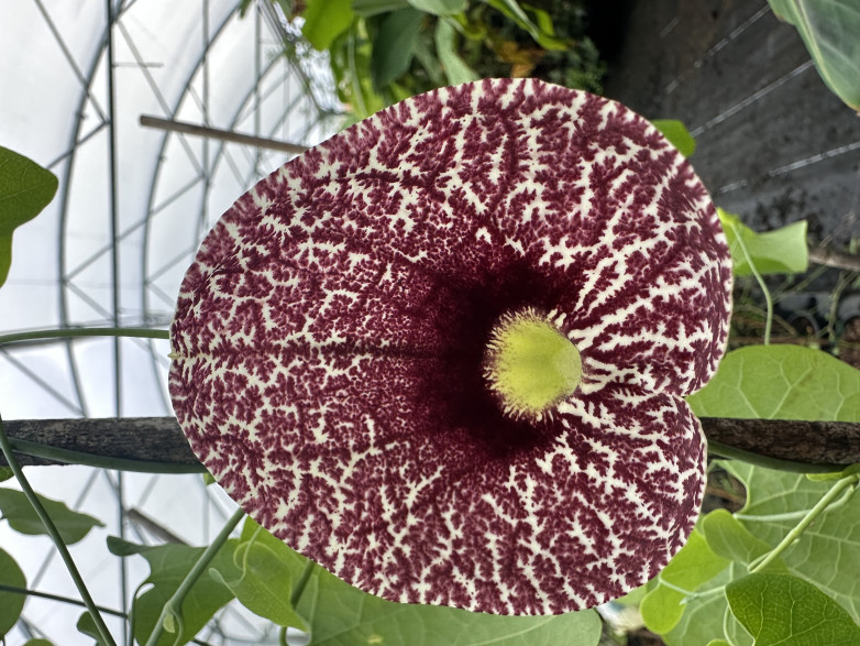 Aristolochia elegans