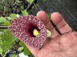 Aristolochia elegans