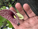 Aristolochia elegans