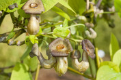 Aristolochia macrophylla (durior) / Aristoloche siphon