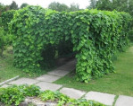 Aristolochia macrophylla (durior) / Aristoloche siphon