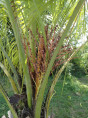 Butia capitata / Palmier abricot