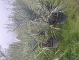 Butia capitata / Palmier abricot