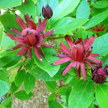 Calycanthhus floridulus (arbre aux anemones)