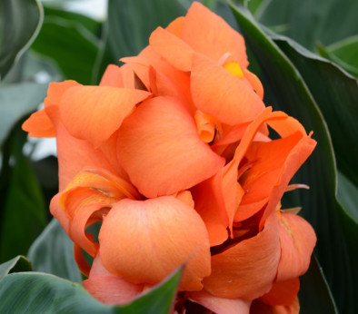 Canna Cannova orange shades