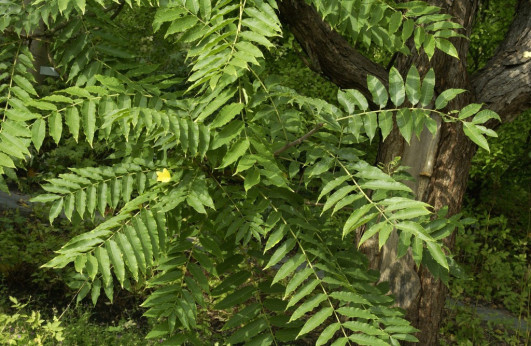 Cedrela sinensis / Arbre à salade / Toona sinensis