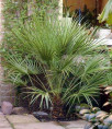 Chamaerops humilis / Palmier nain