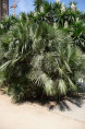 Chamaerops humilis / Palmier nain