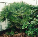 Chamaerops humilis / Palmier nain