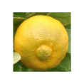 Citrus limetta 'Pursha' / Citronnier limette jaune