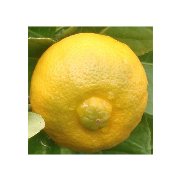 Citrus limetta 'Pursha' / Citronnier limette jaune