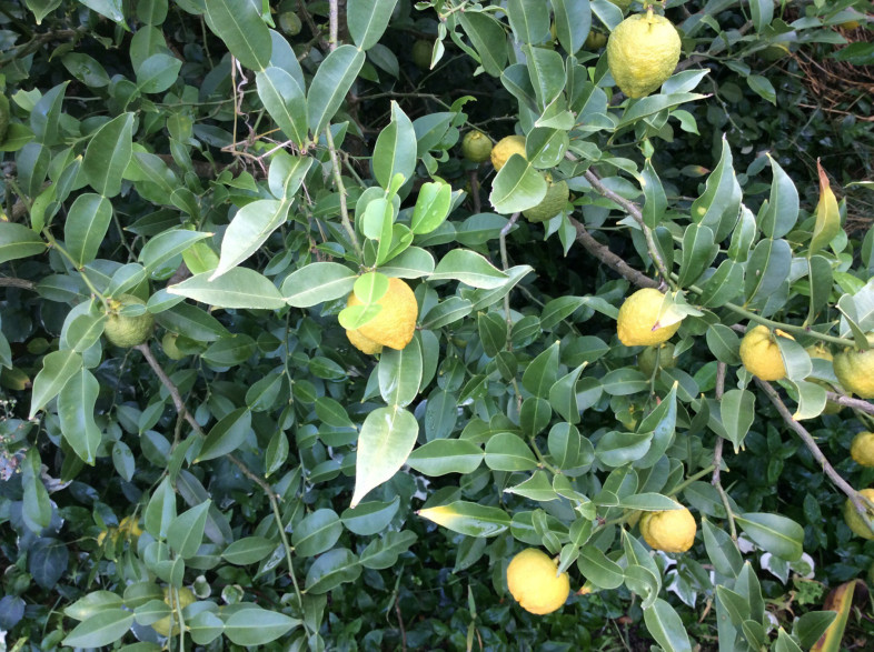 Citrus ichangensis Papeda non greffé / Papeda