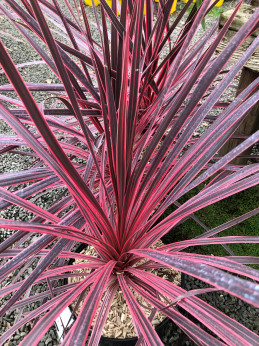 Cordyline charly boy