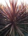 Cordyline australis 'Red star'