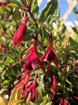 Fuchsia magellanica Riccartonii