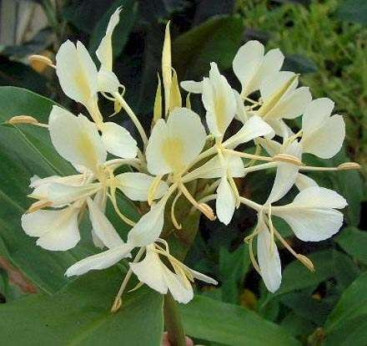 Hedychium flavum