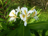 Hedychium chrysoleucum Gold Spot