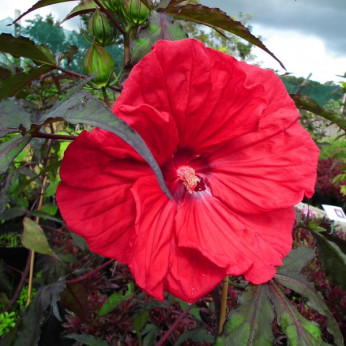 Hibiscus carroussel red wine