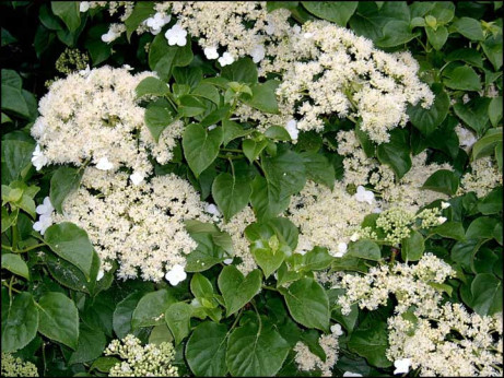 Hortensia grimpant (hydrangea petiolaris)