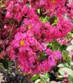 Lagerstroemia indica 'Pink velours' / Lilas des Indes