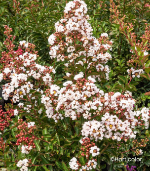 Lagerstormia indica 'Neige d'été' / Lilas des Indes