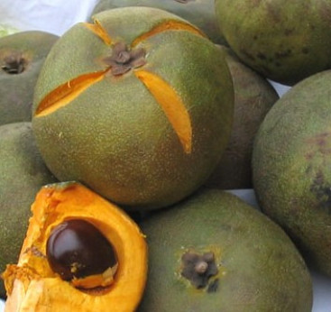 Pouteria lucuma