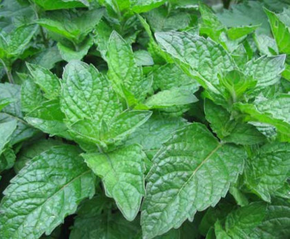 Mentha X Piperita F. Citrata 'Grapefruit' / Menthe pamplemousse