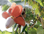 Musa balbisiana x balbisiana / Bananier (plantain)