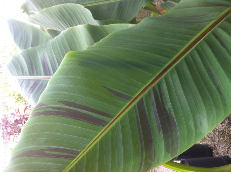 Musa sikkimensis ever red