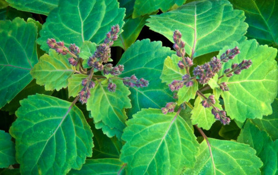 Pogostemon cablin / Patchouli