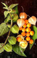 Physalis peruviana (Coqueret du perou)