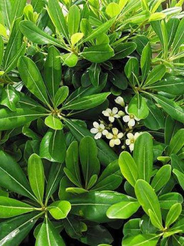 Pittosporum tobira / Pittospore du Japon