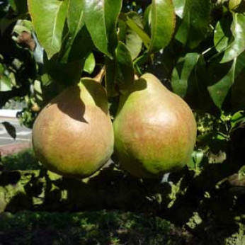 Pyrus communis 'Doyenne de comice' / Poirier