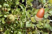 Quercus coccifera / Chêne des garrigues/ chêne kermes