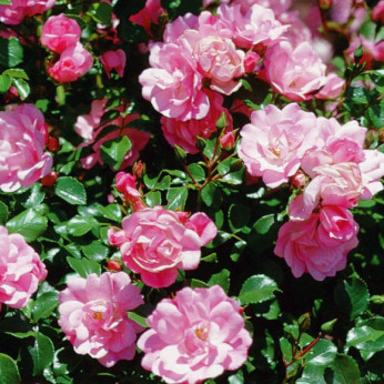 Rosa 'Mareva®'  / Rosier paysage (rose clair)