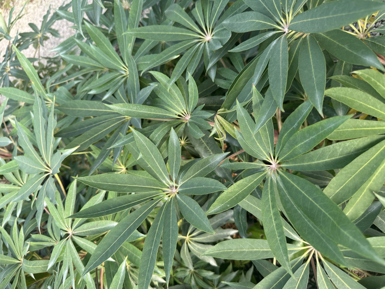 Schefflera taiwaniana